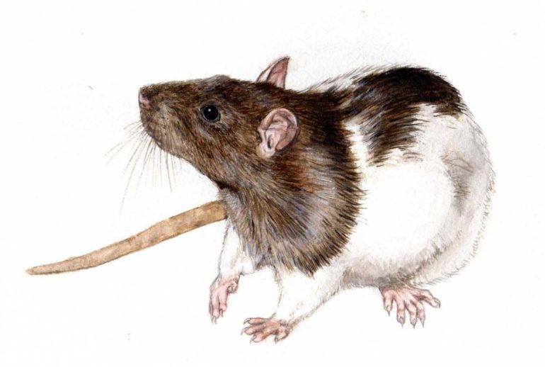 ТОП-6 загадок про крысу для детей с ответами