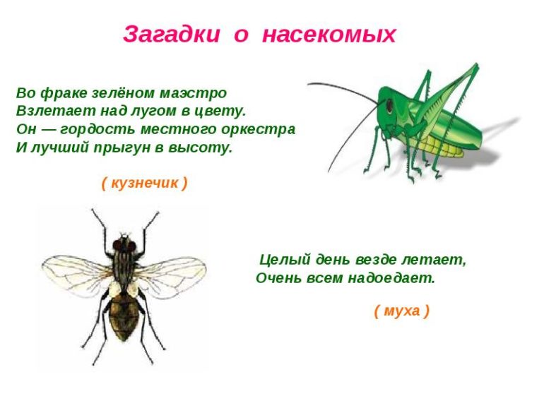 Загадки про насекомых (40 штук)