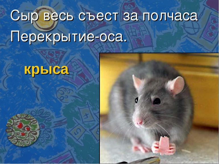 Загадки про крысу для детей (5 штук)