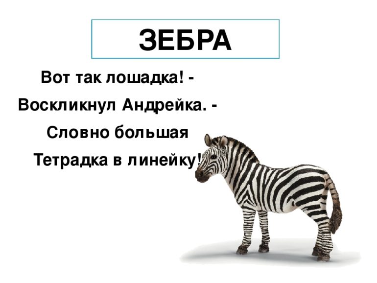 ТОП-42 загадки про зебру для детей с ответами