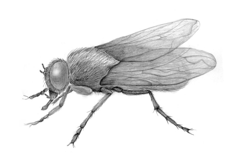 Загадки про муху (28 штук)