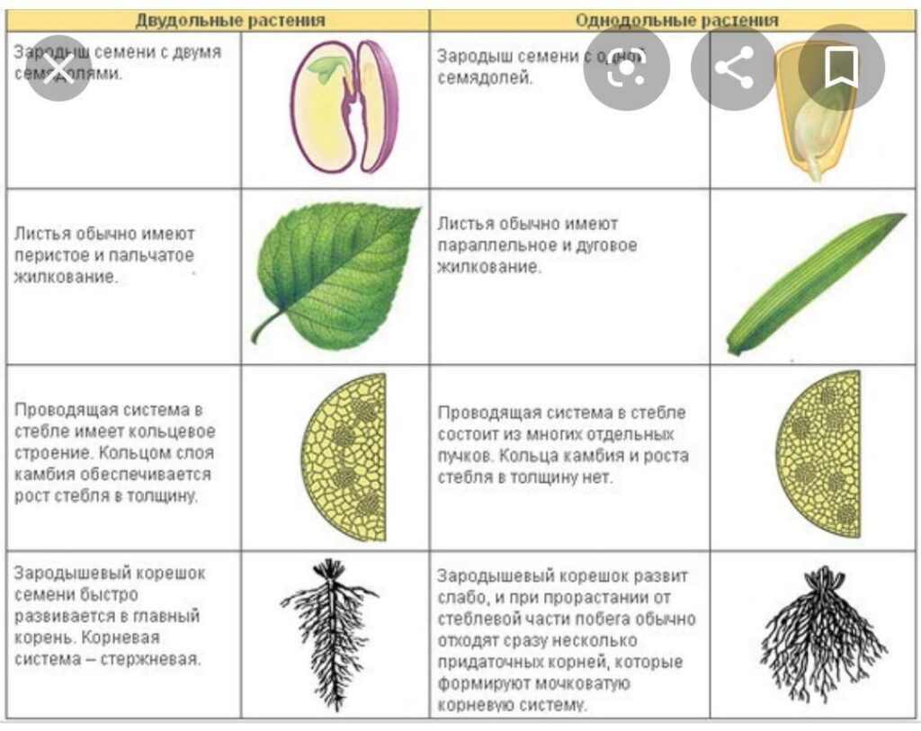 Чем отличаются однодольные растения от двудольных растений