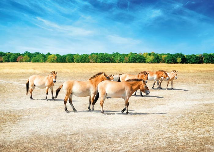 Лошади Пржевальского в национальном парке Хортобадь